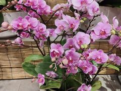 -双季花艺园艺市场(浦东店)