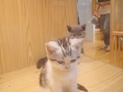 -屋虎猫馆(宝安大仟里店)