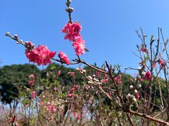 -广州莲花山旅游区