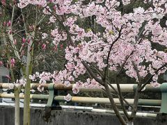 -南山植物园