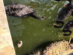 -深圳野生动物园