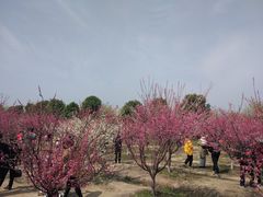 -南湖湿地公园