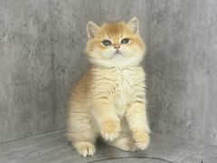 -小猫来了·猫舍(红山六九七九店)