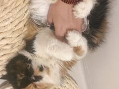 -More Fun猫咖 二十只万元加菲主题
