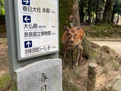 -奈良公园