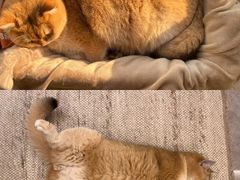 -瑞派申生动物医院·24H夜诊·国际动物医疗中心·骨外科(吴中路店)