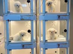 -翊宠yipet猫狗购宠庄园犬舍•猫舍