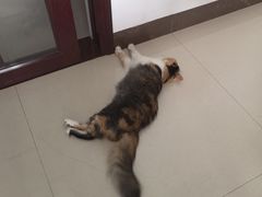 -瑞派先诺宠物医院•猫专科•普外科•中兽医(佛山院)
