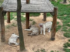 -西霞口神雕山野生动物世界