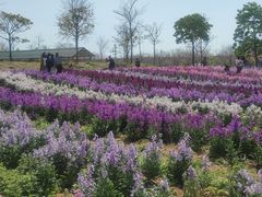 -天适樱花悠乐园