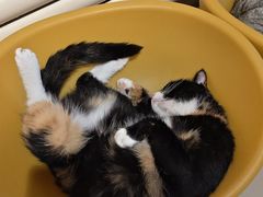 -平行世界·猫咖(首经贸店)