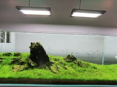 -ADA自然水景世界