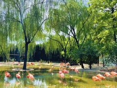 -辛玛王国游乐园