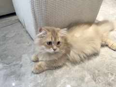 -翊宠yipet猫狗购宠庄园犬舍•猫舍