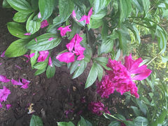 iphone_upload_pic-景山公园