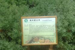 -上海都市菜园