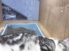 -屋虎猫馆(宝安大仟里店)