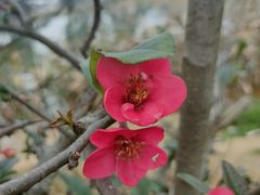 -两河城市森林公园