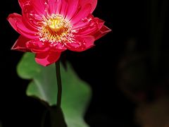 -淮扬府·游园京梦(北京SKP店)
