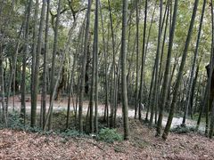 -西湖风景区十里琅珰-五云山