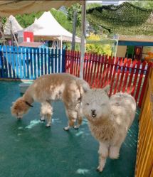 -萌宠亲子动物乐园(槐房万达店)