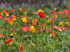 -上海共青森林公园