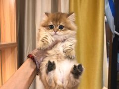 -猫十亿·布偶金渐层·曼基康矮脚猫舍(青年路店)