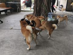 -柴犬高等学院·狗咖·柴犬售卖·宠物训练