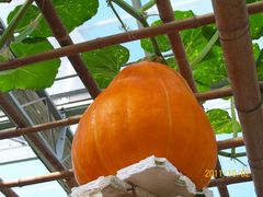 北京观光南瓜园&nbsp;(1)-观光南瓜园