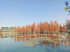-白鹭湾湿地公园