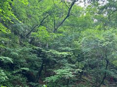 -本溪汤沟绿石谷森林公园