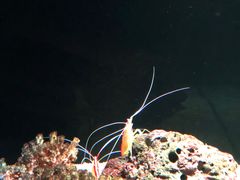 -暹罗海洋世界
