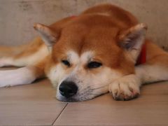 -Dog in Town Ekkamai