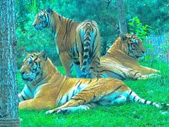 -北京野生动物园