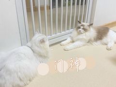 -猫在这儿猫咪咖啡馆·撸猫馆