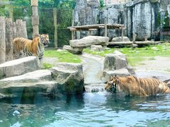 -上海野生动物园