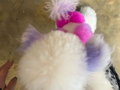 -PETKIT小佩宠物·低压洗护(国顺东路店)