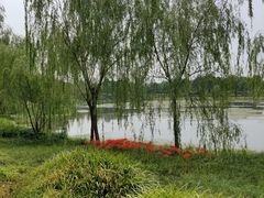 -贡湖湾湿地公园