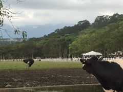 -瑞穗牧场
