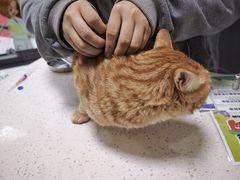 -瑞鹏瑞爱宠物医院·全科·猫科·血液透析中心(龙头寺店)