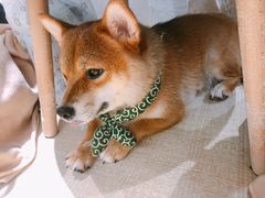 -逗柴咖啡屋·狗咖猫咖宠物桌游
