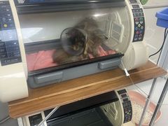-谐和益家动物医院·免疫绝育·血液透析·宠保定点医院(高新伊藤分院)