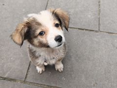 -华冠悠岚·庭院餐厅(青城后山店)