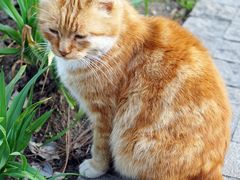 喵-静安雕塑公园