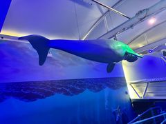 -悉尼海洋生物水族馆