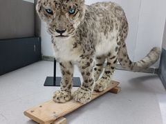 -青藏高原野生动物园