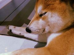 -柴务处·柴犬主题狗咖