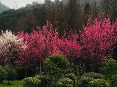 -花溪公园
