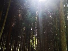 -武陵山森林公园