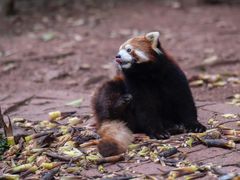 -成都大熊猫繁育研究基地